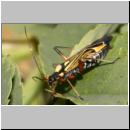 Miris striatus - Weichwanze 02.jpg